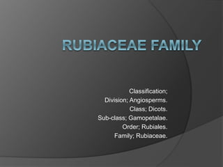 Classification;
Division; Angiosperms.
Class; Dicots.
Sub-class; Gamopetalae.
Order; Rubiales.
Family; Rubiaceae.
 