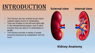 Rubina kidney 123-2.pptx