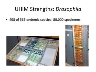 UHIM Strengths: Drosophila
• 498 of 565 endemic species; 80,000 specimens

 