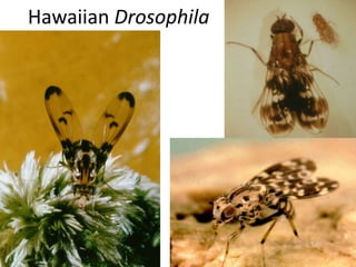 Hawaiian Drosophila

 
