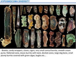 HYPOSMOCOMA DIVERSITY

- Bowtie, candy wrappers, cloves, cigars, very small conical burrito, smooth cream
purse, flattened cone, classic burrito with twist, deviled cones, large dog bone, small
plump burrito covered with green algae, bugles etc...

 