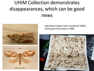 UHIM Collection demonstrates
disappearances, which can be good
news
Light Brown Apple moth, introduced 1890’s,
nearly gone from Oahu in 2008

 