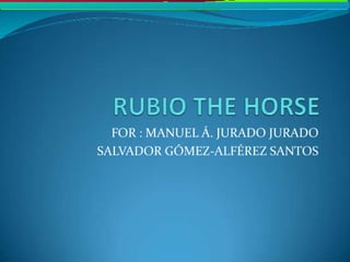 Rubio the horse