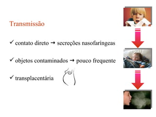 Transmissão contato direto    secreções nasofaríngeas objetos contaminados    pouco frequente transplacentária 