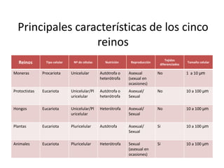 Principales características de los cinco 
reinos 
Reinos Tipo celular Nº de células Nutrición Reproducción 
Tejidos 
diferenciados 
Tamaño celular 
Moneras Procariota Unicelular Autótrofa o 
heterótrofa 
Asexual 
(sexual en 
ocasiones) 
No 1 a 10 μm 
Protoctistas Eucariota Unicelular/Pl 
uricelular 
Autótrofa o 
heterótrofa 
Asexual/ 
Sexual 
No 10 a 100 μm 
Hongos Eucariota Unicelular/Pl 
uricelular 
Heterótrofa Asexual/ 
Sexual 
No 10 a 100 μm 
Plantas Eucariota Pluricelular Autótrofa Asexual/ 
Sexual 
Si 10 a 100 μm 
Animales Eucariota Pluricelular Heterótrofa Sexual 
(asexual en 
ocasiones) 
Si 10 a 100 μm 
 