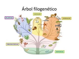 Árbol filogenético 
PLANTAS 
HONGOS 
ANIMALES 
MONERAS 
PROTOCTISTAS 
 