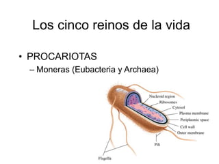 Los cinco reinos de la vida 
• PROCARIOTAS 
– Moneras (Eubacteria y Archaea) 
 