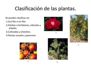 Clasificación de las plantas. 
Se pueden clasificar en: 
1.Con flor o sin flor. 
2.Hierbas o herbáceos, arbustos y 
árboles. 
3.Cultivadas y silvestres. 
4.Plantas anuales y perennes 
1. 
2. 
3. 4. 
 