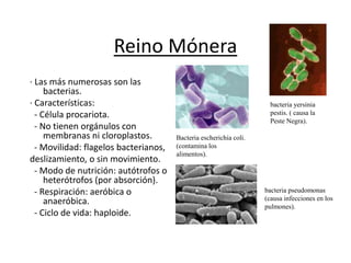 Reino Mónera 
· Las más numerosas son las 
bacterias. 
· Características: 
- Célula procariota. 
- No tienen orgánulos con 
membranas ni cloroplastos. 
- Movilidad: flagelos bacterianos, 
deslizamiento, o sin movimiento. 
- Modo de nutrición: autótrofos o 
heterótrofos (por absorción). 
- Respiración: aeróbica o 
anaeróbica. 
- Ciclo de vida: haploide. 
Bacteria escherichia coli. 
(contamina los 
alimentos). 
bacteria yersinia 
pestis. ( causa la 
Peste Negra). 
bacteria pseudomonas 
(causa infecciones en los 
pulmones). 
 