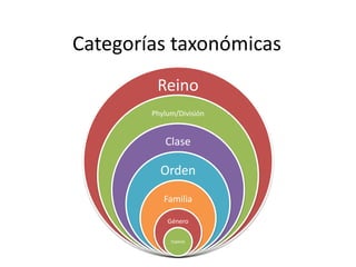 Categorías taxonómicas 
Reino 
Phylum/División 
Clase 
Orden 
Familia 
Género 
Especie 
 