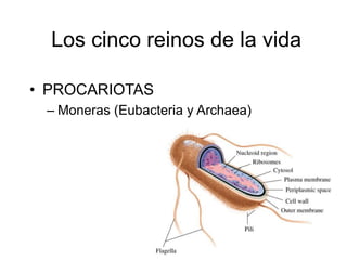 Los cinco reinos de la vida

• PROCARIOTAS
 – Moneras (Eubacteria y Archaea)
 