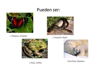 Pueden ser:




1. Mariposa. artrópodo
                                            3. Serpiente. Reptil




                                                                   4.Oso Polar. Mamífero
                         2. Rana. Anfibio
 