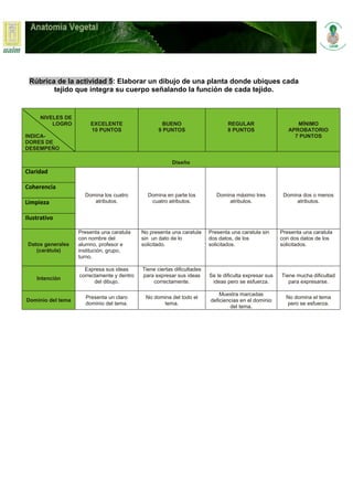 Rúbrica de la actividad 5: Elaborar un dibujo de una planta donde ubiques cada
tejido que integra su cuerpo señalando la función de cada tejido.
NIVELES DE
LOGRO
INDICA-
DORES DE
DESEMPEÑO
EXCELENTE
10 PUNTOS
BUENO
9 PUNTOS
REGULAR
8 PUNTOS
MÍNIMO
APROBATORIO
7 PUNTOS
Diseño
Claridad
Domina los cuatro
atributos.
Domina en parte los
cuatro atributos.
Domina máximo tres
atributos.
Domina dos o menos
atributos.
Coherencia
Limpieza
Ilustrativo
Datos generales
(carátula)
Presenta una caratula
con nombre del
alumno, profesor e
institución, grupo,
turno.
No presenta una caratula
sin un dato de lo
solicitado.
Presenta una caratula sin
dos datos, de los
solicitados.
Presenta una caratula
con dos datos de los
solicitados.
Intención
Expresa sus ideas
correctamente y dentro
del dibujo.
Tiene ciertas dificultades
para expresar sus ideas
correctamente.
Se le dificulta expresar sus
ideas pero se esfuerza.
Tiene mucha dificultad
para expresarse.
Dominio del tema
Presenta un claro
dominio del tema.
No domina del todo el
tema.
Muestra marcadas
deficiencias en el dominio
del tema.
No domina el tema
pero se esfuerza.
 