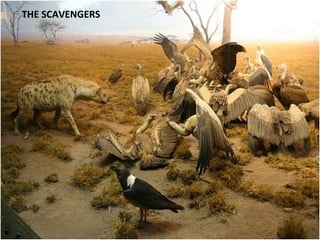 THE SCAVENGERS
 