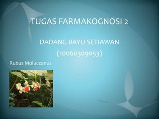TUGAS FARMAKOGNOSI 2

           DADANG BAYU SETIAWAN
                   (10060309053)
Rubus Moluccanus
 