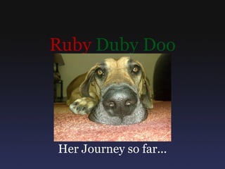 Ruby Duby Doo




Her Journey so far...
 