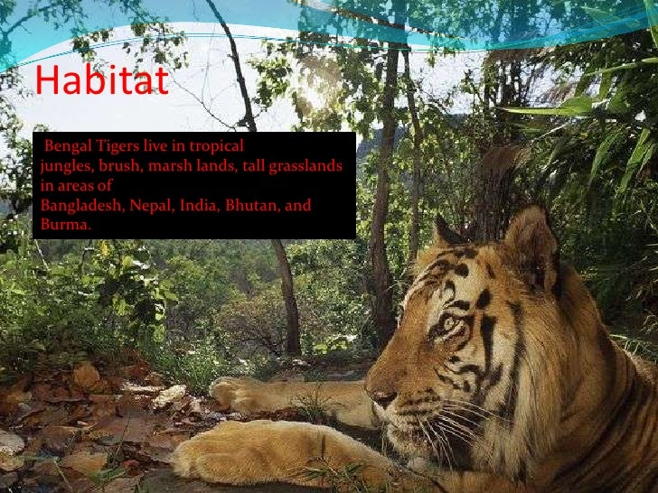 Bengal Tiger
