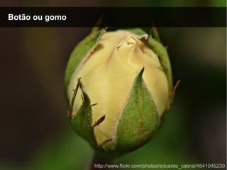 Botão ou gomoBotão ou gomo
http://www.flickr.com/photos/eduardo_cabral/4541045230
 
