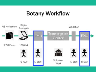 Botany Workflow
EMU
Transcription
Center
US Herbarium
3.7M Plants
Digital
Surrogate
1000/wk
EMU
SI Staff
Volunteer
Work
SI Staff SI StaffSI Staff
Validation
 