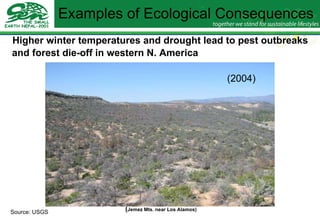 Examples of Ecological Consequences Higher winter temperatures and drought lead to pest outbreaks and forest die-off in western N. America   In summer 2002, pinyon ( Pinus edulis ) began dying  en masse   from drought stress and an associated  bark beetle outbreak   ( Jemez Mts. near Los Alamos) (2004) Source: USGS 