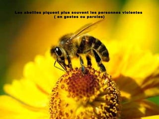 Les abeilles piquent plus souvent les personnes violentes
( en gestes ou paroles)
 
