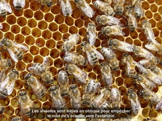 Les alvéoles sont bâties en oblique pour empêcher
le miel de s’écouler vers l’extérieur.
 