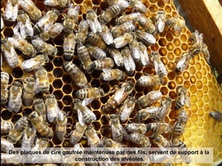 Des plaques de cire gaufrée maintenues par des fils, servent de support à la
construction des alvéoles.
 