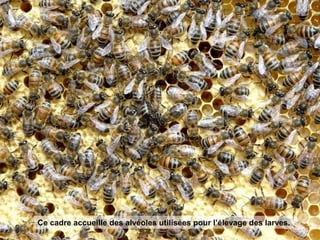 Ce cadre accueille des alvéoles utilisées pour l’élevage des larves.
 