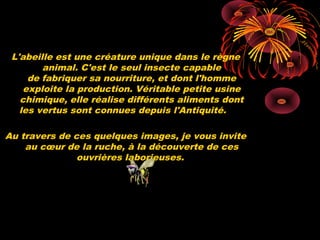  
L'abeille est une créature unique dans le règne
animal. C'est le seul insecte capable
de fabriquer sa nourriture, et dont l'homme
exploite la production. Véritable petite usine
chimique, elle réalise différents aliments dont
les vertus sont connues depuis l'Antiquité.     
 
Au travers de ces quelques images, je vous invite
au cœur de la ruche, à la découverte de ces
ouvrières laborieuses.
 