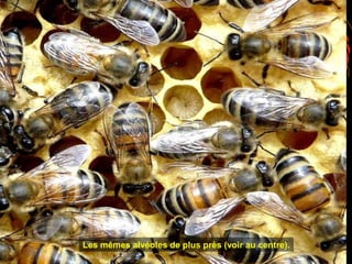 Les mêmes alvéoles de plus près (voir au centre).
 