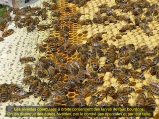 Les alvéoles operculées à droite contiennent des larves de faux bourdons.
On les distingue des autres alvéoles, par le bombé des opercules et par leur taille.
 