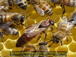 The Queen ! Sa Majesté peut pondre jusqu’à 2000 œufs par jour !
Sa durée de vie est de 4 à 5 années
 