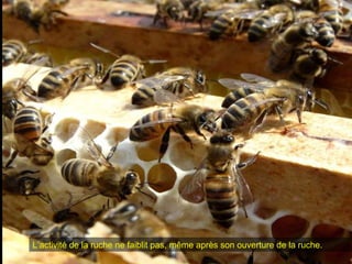 L’activité de la ruche ne faiblit pas, même après son ouverture de la ruche.
 