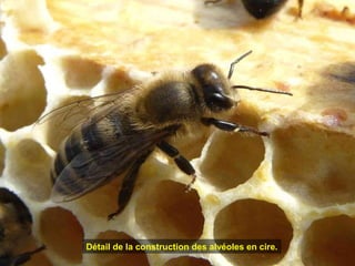 Détail de la construction des alvéoles en cire.
 
