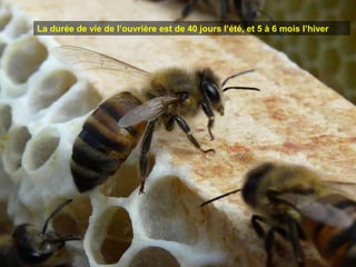 La durée de vie de l’ouvrière est de 40 jours l’été, et 5 à 6 mois l’hiver
 