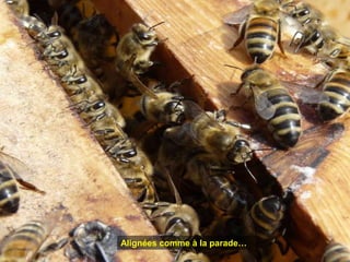 Alignées comme à la parade…
 