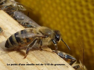 Le poids d’une abeille est de 1/10 de gramme.
 