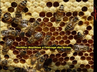 Alvéoles destinées à l’élevage des larves.
 