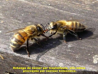 Echange de nectar par trophallaxie, elle-même
provoquée par contact antennaire.
 