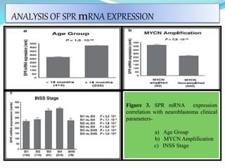 ANALYSIS OF SPR mRNA EXPRESSION
Figure 3. SPR mRNA expression
correlation with neuroblastoma clinical
parameters-
a) Age Group
b) MYCN Amplification
c) INSS Stage
 