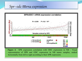 Spr–odc mrna expression
.
Figure 4. SPR expression correlation with ODC expression in NB : Visual
representation of SPR and ODC expression in NB tumor samples, ranked
horizontally from left to right according to their SPR expression.
 