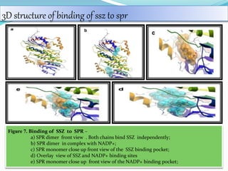 3D structure of binding of ssz to spr
Figure 7. Binding of SSZ to SPR –
a) SPR dimer front view . Both chains bind SSZ independently;
b) SPR dimer in complex with NADP+;
c) SPR monomer close up front view of the SSZ binding pocket;
d) Overlay view of SSZ and NADP+ binding sites
e) SPR monomer close up front view of the NADP+ binding pocket;
 