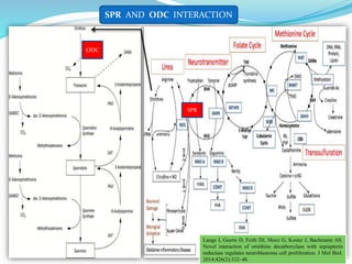 SPR AND ODC INTERACTION
SPR
ODC
Lange I, Geerts D, Feith DJ, Mocz G, Koster J, Bachmann AS.
Novel interaction of ornithine decarboxylase with sepiapterin
reductase regulates neuroblastoma cell proliferation. J Mol Biol.
2014;426(2):332–46.
 