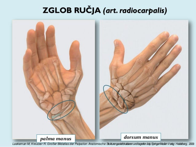 Manuelni misicni test rucnog zgloba (art. radiocarpalis) Wrist