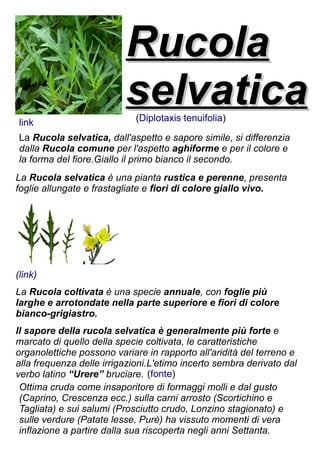 Rucola
                          selvatica
                             (Diplotaxis tenuifolia)
link
La Rucola selvatica, dall'aspetto e sapore simile, si differenzia
dalla Rucola comune per l'aspetto aghiforme e per il colore e
la forma del fiore.Giallo il primo bianco il secondo.
La Rucola selvatica è una pianta rustica e perenne, presenta
foglie allungate e frastagliate e fiori di colore giallo vivo.




(link)
La Rucola coltivata è una specie annuale, con foglie più
larghe e arrotondate nella parte superiore e fiori di colore
bianco-grigiastro.
Il sapore della rucola selvatica è generalmente più forte e
marcato di quello della specie coltivata, le caratteristiche
organolettiche possono variare in rapporto all'aridità del terreno e
alla frequenza delle irrigazioni.L'etimo incerto sembra derivato dal
verbo latino “Urere” bruciare. (fonte)
 Ottima cruda come insaporitore di formaggi molli e dal gusto
 (Caprino, Crescenza ecc.) sulla carni arrosto (Scortichino e
 Tagliata) e sui salumi (Prosciutto crudo, Lonzino stagionato) e
 sulle verdure (Patate lesse, Purè) ha vissuto momenti di vera
 inflazione a partire dalla sua riscoperta negli anni Settanta.
 