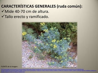 CARACTERÍSTICAS GENERALES (ruda común):Mide 40-70 cm de altura.