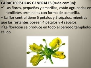 CARACTERÍSTICAS GENERALES (ruda común):Sus hojas, compuestas de folíolos ovalados y obtusos, son de color verde-azulado con punteaduras. 
