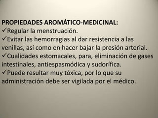 CARACTERÍSTICAS GENERALES (ruda común):Las flores, pequeñas y amarillas, están agrupadas en ramilletes terminales con forma de sombrilla. 