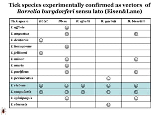 Tick species experimentally confirmed as vectors of
Borrelia burgdorferi sensu lato (Eisen&Lane)
Tick specie Bb SL Bb ss B...