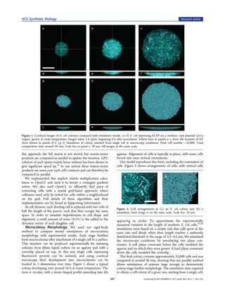 ACS Synthetic Biology                                                                                                                      Research Article




Figure 1. Confocal images of E. coli colonies compared with simulation results. (a−f) E. coli expressing ECFP on a medium copy plasmid (p15a
origin), grown at room temperature. Images taken 2 h apart, beginning 6 h after inoculation. Yellow lines in panels a−c show the location of XZ
slices shown in panels d−f. (g−l) Simulation of colony initiated from single cell in microscopy conditions. Final cell number ∼32,000. Total
computation time around 30 min. Scale bar in panel a: 30 μm. All images at the same scale.

this approach, the full matrix is not stored, but matrix-vector               agarose. Alignment of cells is typically in-plane, with some cells
products are computed as needed to update the iteration. GPU                  forced into near vertical orientations.
solution of such sparse matrix linear systems has been shown to                 Our model reproduces this form, including the orientation of
give signiﬁcant speed up.22 In our system these matrix-vector                 cells. Figure 2 shows arrangements of cells, with vertical cells
products are sums over each cell’s contacts and can therefore be
computed in parallel.
   We implemented this implicit matrix multiplication calcu-
lation in OpenCL and used it to iterate a conjugate gradient
solver. We also used OpenCL to eﬃciently ﬁnd pairs of
contacting cells with a spatial grid-based approach, where
collisions need only be tested for cells within a neighborhood
on the grid. Full details of these algorithms and their
implementation can be found in Supporting Information.
   At cell division, each dividing cell is replaced with two cells of
                                                                              Figure 2. Cell arrangements in (a) an E. coli colony and (b) a
half the length of the parent, such that they occupy the same                 simulation. Each image is on the same scale. Scale bar: 10 μm.
space. In order to simulate imperfections in cell shape and
alignment, a small amount of noise (0.1%) is the added to the                 appearing as circles. To approximate the experimentally
direction vector of each daughter cell.                                       measured variation in the length of newborn E. coli cells,23,24
   Microcolony Morphology. We used our rigid-body                             simulations were based on a simple rule that cells grow at the
method to compare model simulations of microcolony                            same rate and divide when their length reaches a uniformly
morphology with experimental results. Early stage bioﬁlms                     distributed threshold in the range of 3.5−4.5 μm. We simulated
form microcolonies after attachment of a single cell to a surface.            the microscopy conditions by introducing two plane con-
This situation can be produced experimentally by initiating                   straints. A soft plane constraint below the cells modeled the
colonies from dilute liquid culture on an agarose pad with a                  agarose pad on which they were grown. A hard plane constraint
coverslip placed on top. In this way single cells expressing                  above the cells modeled the coverslip.
ﬂuorescent protein can be isolated, and using confocal                           The ﬁnal colony contains approximately 32,000 cells and was
microscopy their development into microcolonies can be                        computed in around 30 min, showing that our parallel method
tracked in 3 dimensions over time. Figure 1 shows a typical                   allows simulations of systems large enough to demonstrate
colony developing over around 18 h at room temperature. The                   colony-stage bioﬁlm morphology. The simulation time required
form is circular, with a dome shaped proﬁle extending into the                to obtain a cell colony of a given size, starting from a single cell,
                                                                        347                        dx.doi.org/10.1021/sb300031n | ACS Synth. Biol. 2012, 1, 345−352
 